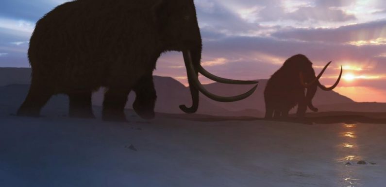 Les « gènes brisés » des derniers mammouths seraient à l’origine de leur extinction