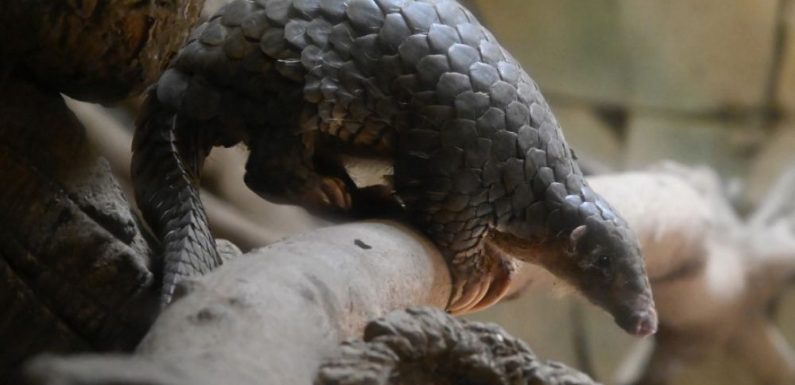 En 20 ans, des milliers de pangolins ont été vendus illégalement