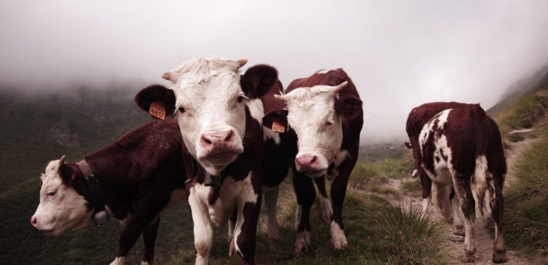 Les vaches aussi traversent une crise d’adolescence à la puberté (et elles font n’importe quoi)