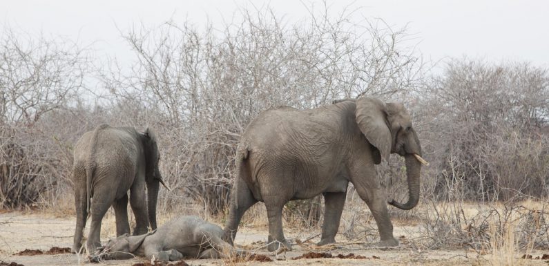 La réaction des éléphants en présence d’ossements des leurs mieux comprise