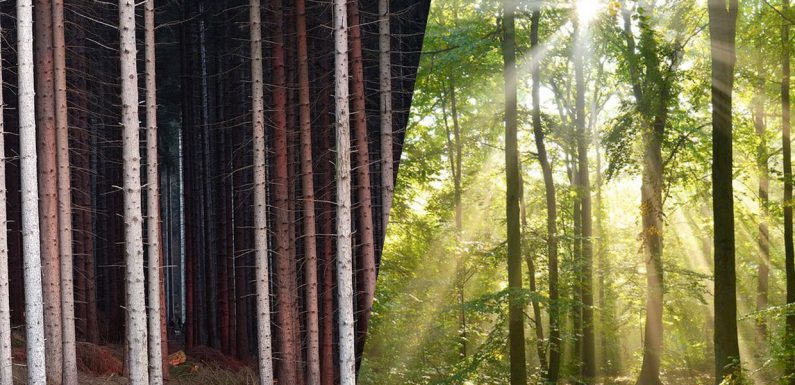 « Semeurs de forêts » : une association française contre l’industrie forestière
