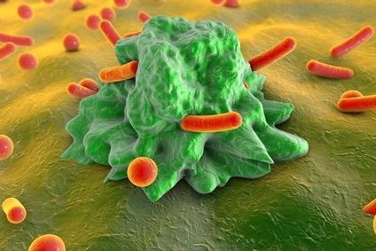 IMMUNITÉ : Les cellules immunitaires se concertent avant la réponse