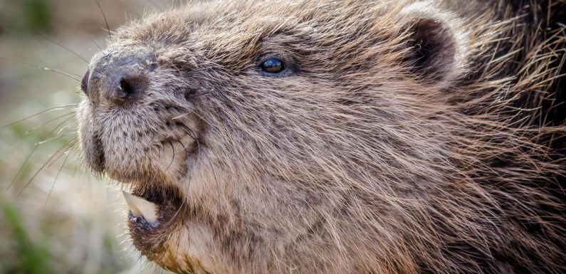 Le castor sauvage fait ses preuves face aux inondations et à la pollution