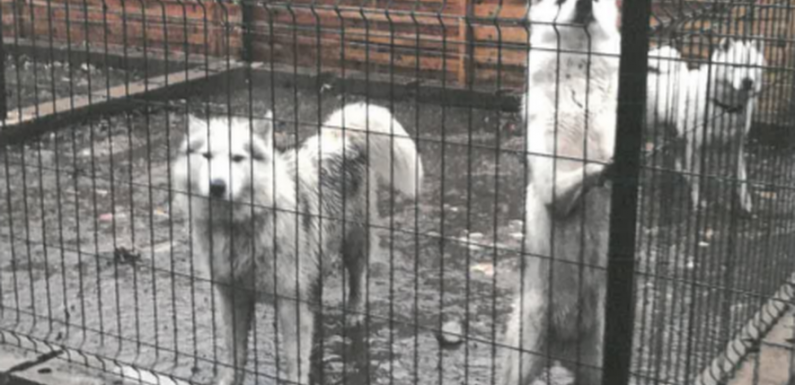 46 chiens et chiots élevés dans des conditions sordides près de Perpignan