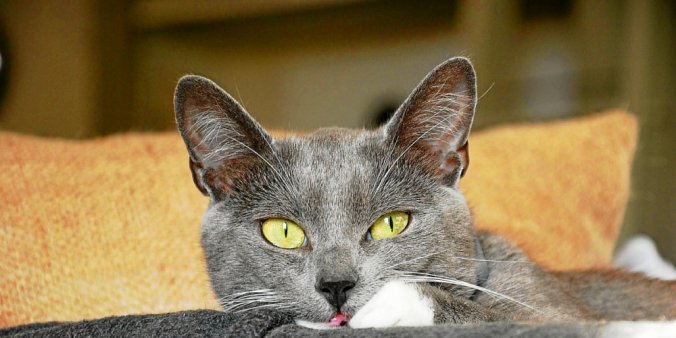 Un chat sur la liste des Insoumis aux municipales de Rennes
