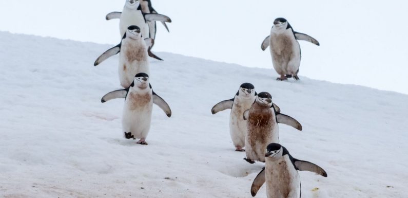 « Quelque chose s’est cassé dans l’écologie marine » : en Antarctique, des populations de manchots en train de disparaître