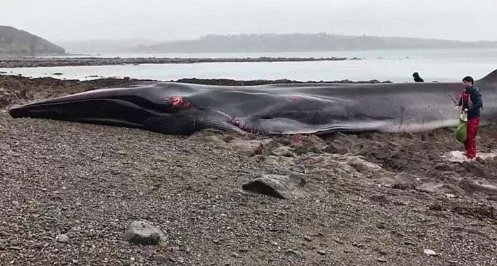 Whale beached in Cornwall dies despite rescue attempts