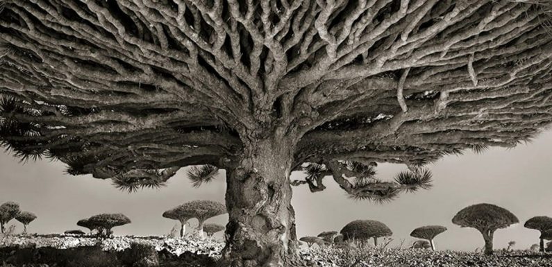 Les plus vieux arbres du monde photographiés par Beth Moon
