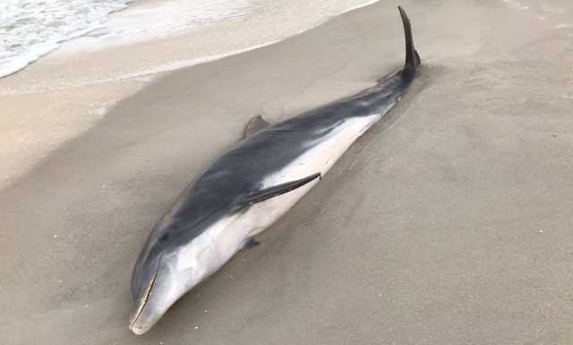 Floride : une récompense de 20 000 dollars pour élucider des meurtres de dauphins