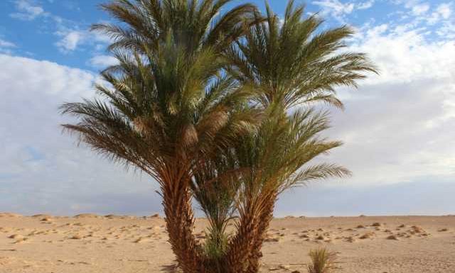 Des scientifiques ont fait pousser des dattiers à partir de graines vieilles de 2000 ans