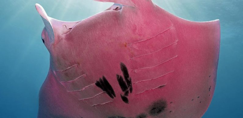 Ce photographe a croisé l’unique raie manta rose jamais observée