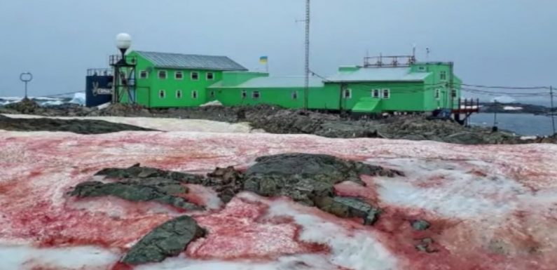 La neige de l’Antarctique devient rouge sang et c’est une mauvaise nouvelle