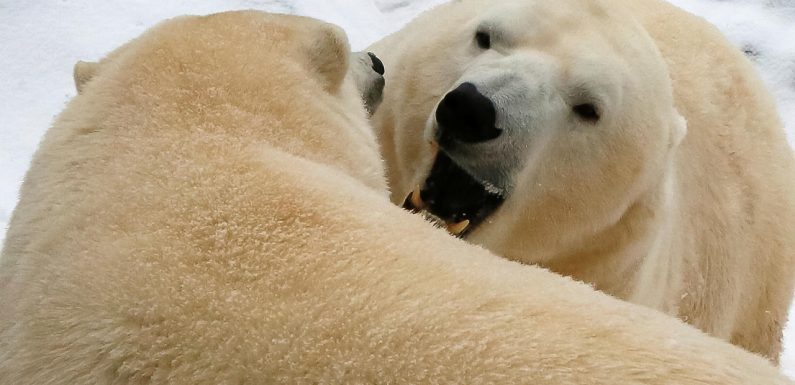 En Russie, le cannibalisme augmente chez les ours polaires