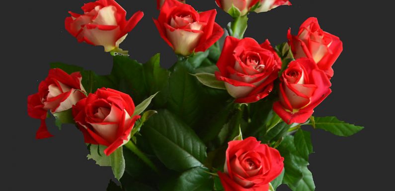 Le prix des roses de la Saint-Valentin