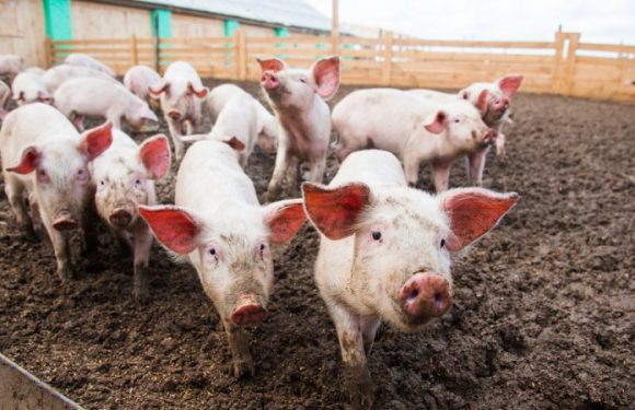 Nouvelles preuves des liens entre nitrates et agriculture en Allemagne