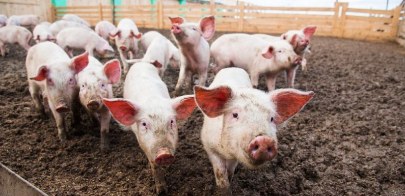 Nouvelles preuves des liens entre nitrates et agriculture en Allemagne
