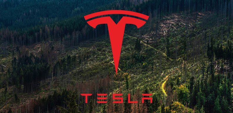 Tesla obtient l’approbation de raser la forêt berlinoise pour y implanter sa Gigafactory