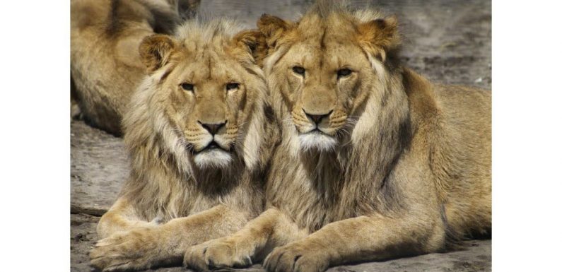 Afrique du Sud Une employée tuée par des lions dans une réserve de chasse privée