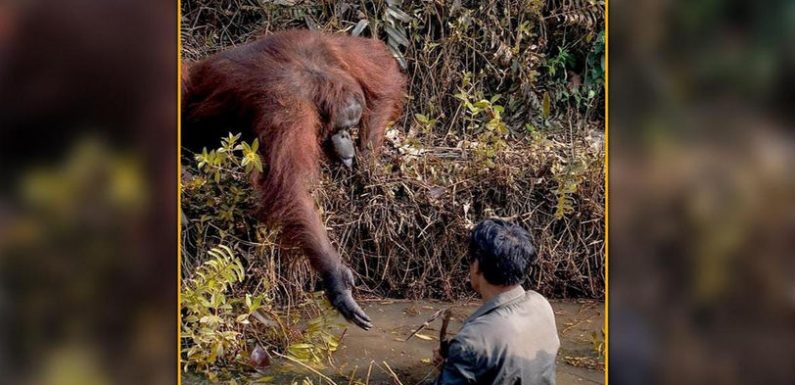 Orangutan Extends Helping Hand To Man Stuck In River, Netizens In Awe