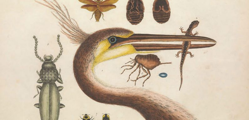 150 000 illustrations botaniques et animales sont désormais téléchargeables gratuitement