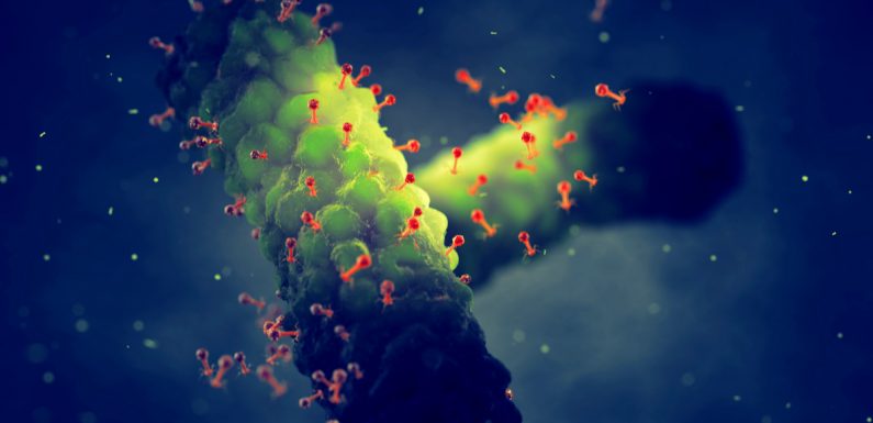 Les phages de notre microbiote intestinal deviendront-ils une alternative aux antibiotiques ?