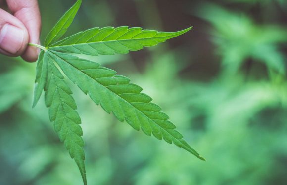 Un nouvel antibiotique découvert… dans le cannabis