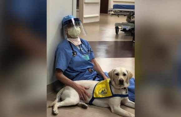 A service dog in training brings comfort to ER doctors on the frontlines