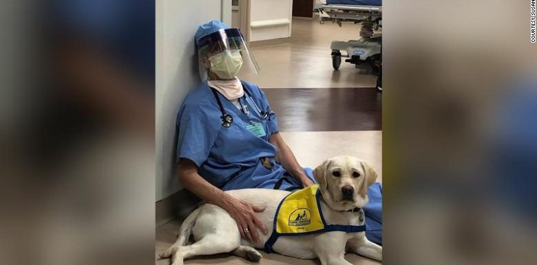 A service dog in training brings comfort to ER doctors on the frontlines