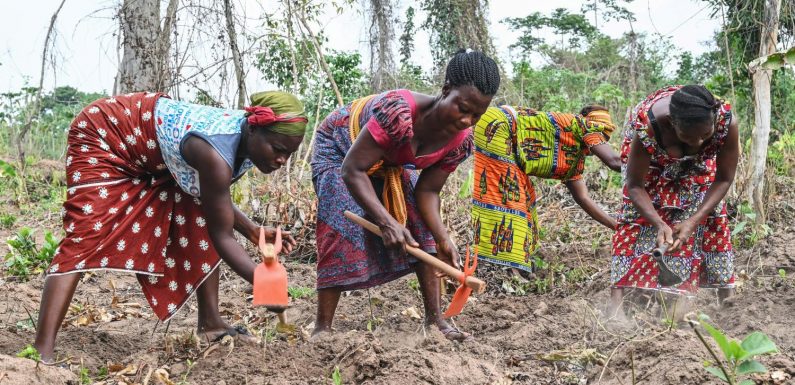 Côte d’Ivoire : grâce aux femmes, les enfants quittent les plantations de cacao pour les bancs de l’école