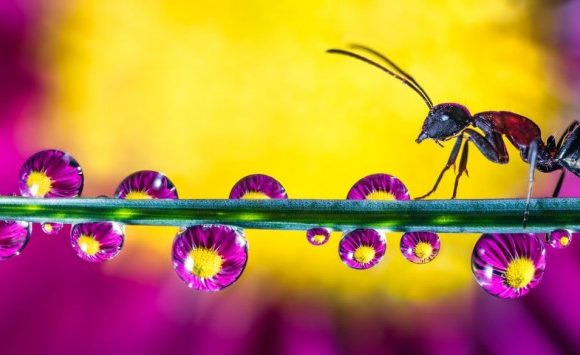 Ces magnifiques macro-photographies de gouttes d’eau montrent la nature sous un angle peu commun