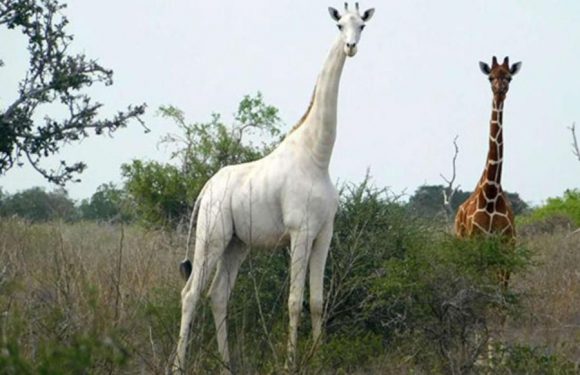 Kenya : l’unique girafe blanche femelle au monde tuée par des braconniers