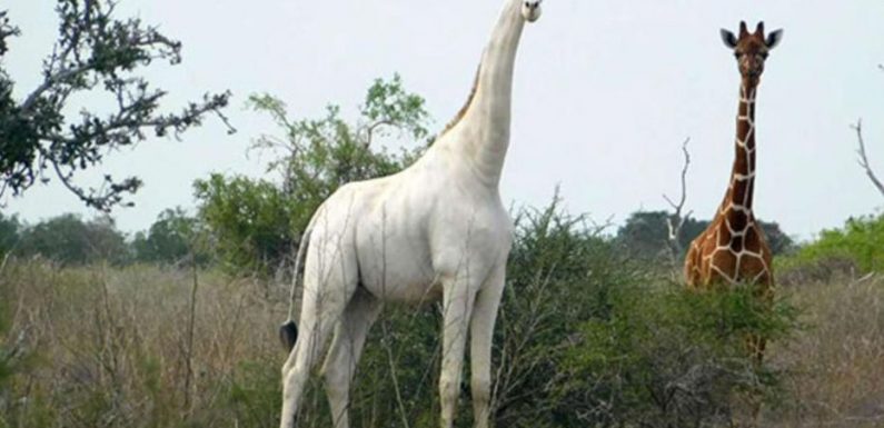 Kenya : l’unique girafe blanche femelle au monde tuée par des braconniers