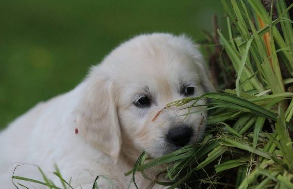 Strasbourg : Attention, une « arnaque au petit chiot » de race sévit sur Internet