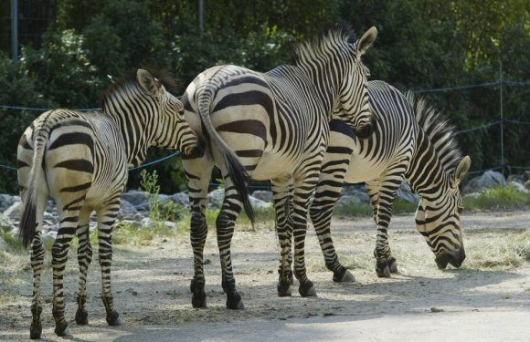 Coronavirus : Que change le passage en phase 3 à Lyon ?