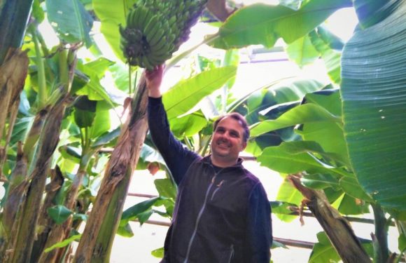 Var : Un producteur se lance dans la production de bananes en métropole, et ça marche
