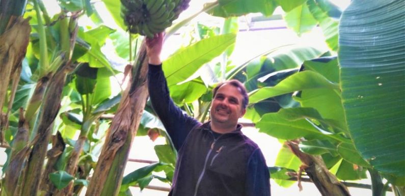 Var : Un producteur se lance dans la production de bananes en métropole, et ça marche