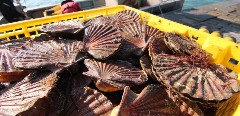 Coronavirus : Le prix du poisson s’effondre, la pêche française « ne sait pas où elle va »