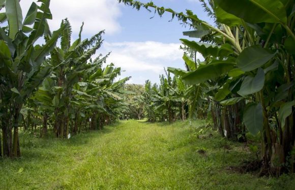 Pollution au chlordécone : Des associations réclament l’ouverture d’une nouvelle enquête aux Antilles