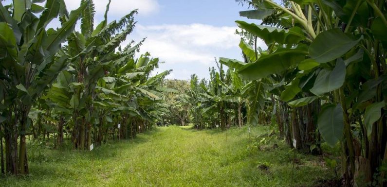 Pollution au chlordécone : Des associations réclament l’ouverture d’une nouvelle enquête aux Antilles