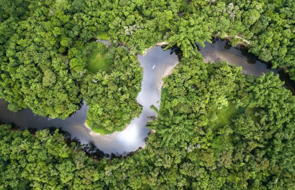 La forêt amazonienne pourrait disparaître en 50 ans