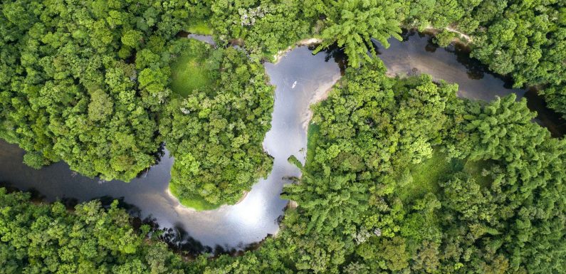 La forêt amazonienne pourrait disparaître en 50 ans