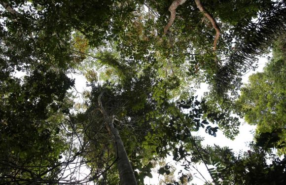 Les forêts tropicales pourraient bientôt émettre plus de CO2 qu’elles n’en captent