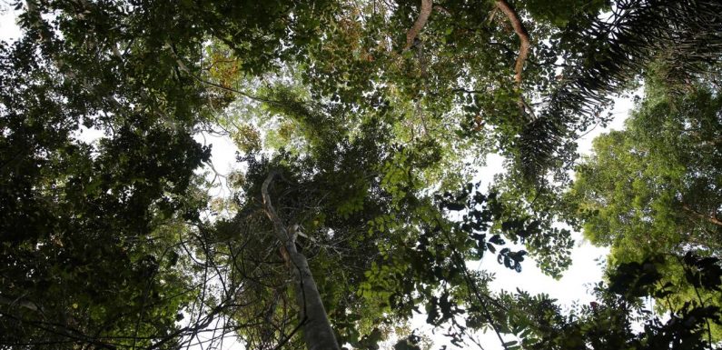 Les forêts tropicales pourraient bientôt émettre plus de CO2 qu’elles n’en captent