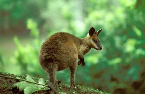 La femelle wallaby bicolore est continuellement en gestation, révèle une étude