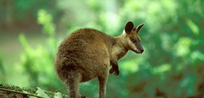 La femelle wallaby bicolore est continuellement en gestation, révèle une étude