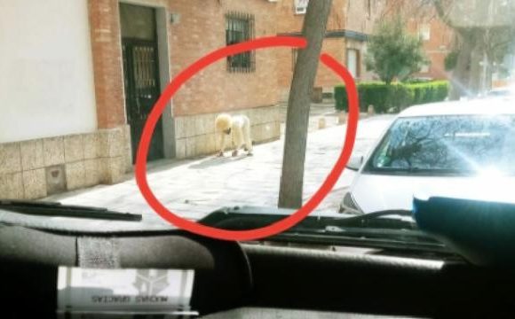 Espagne : un homme se déguise en chien pour sortir de chez lui pendant le confinement