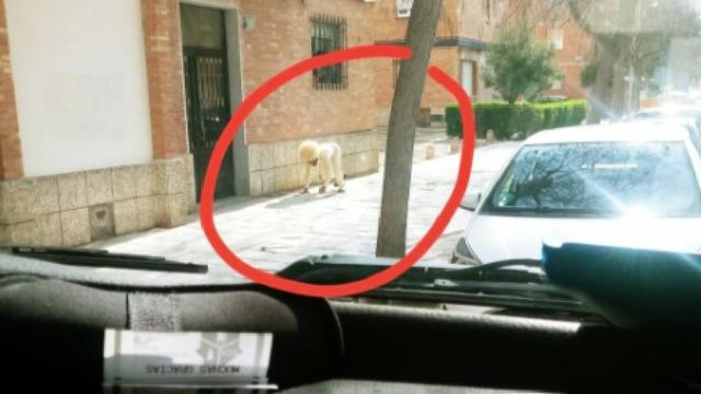 Espagne : un homme se déguise en chien pour sortir de chez lui pendant le confinement