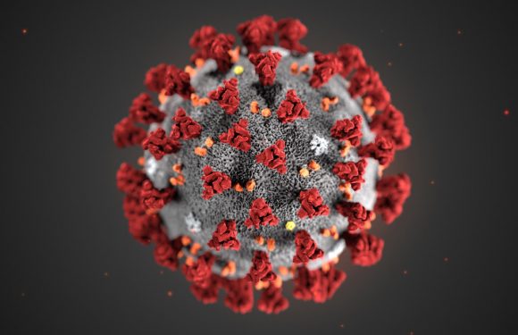 L’épidémie de coronavirus est désormais une pandémie, déclare l’OMS