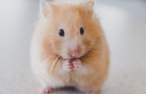 Les recherches de vaccin contre le Covid-19 freinées par des souris