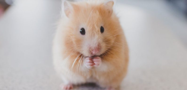 Les recherches de vaccin contre le Covid-19 freinées par des souris